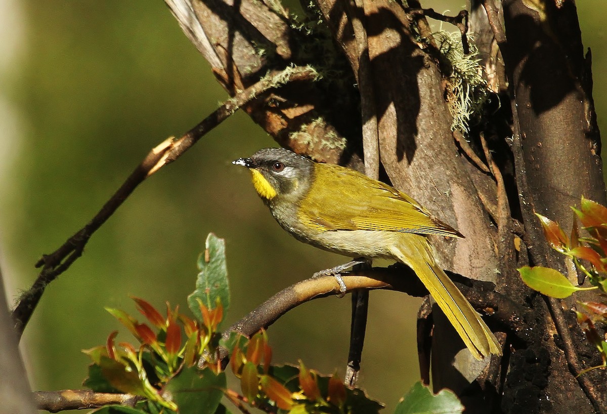 Yellow-throated Honeyeater - ML623455475