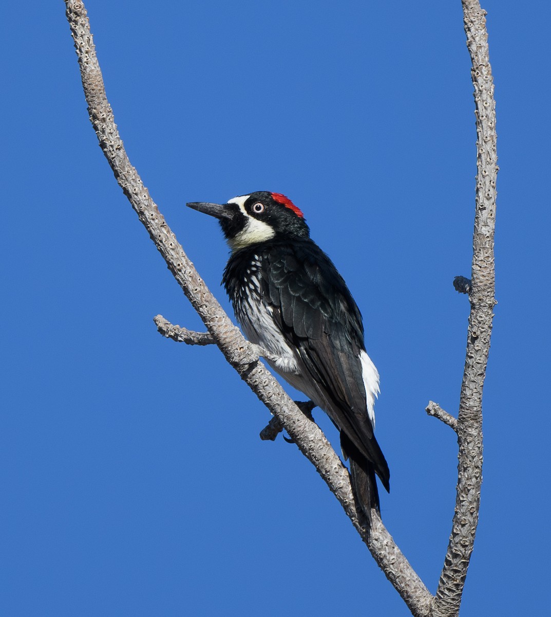 Acorn Woodpecker - ML623455480