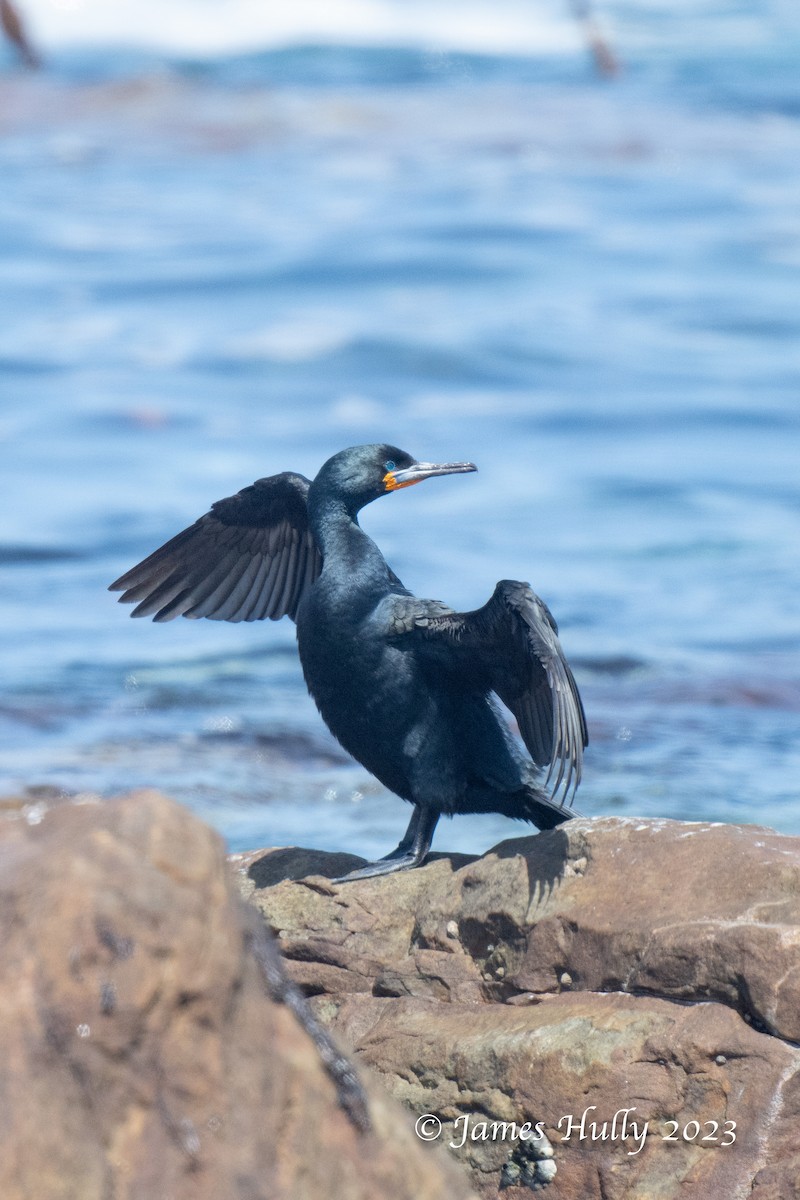 Cape Cormorant - ML623455484