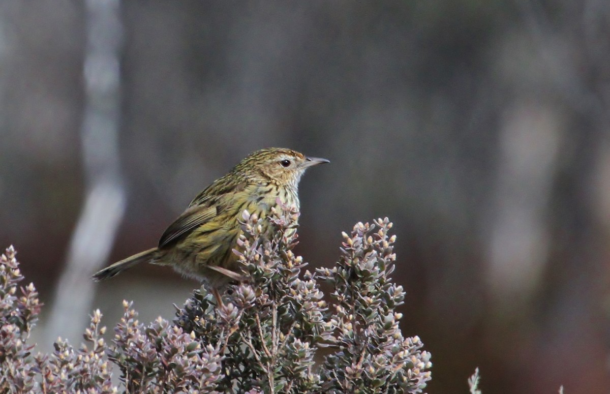Striated Fieldwren - ML623455485