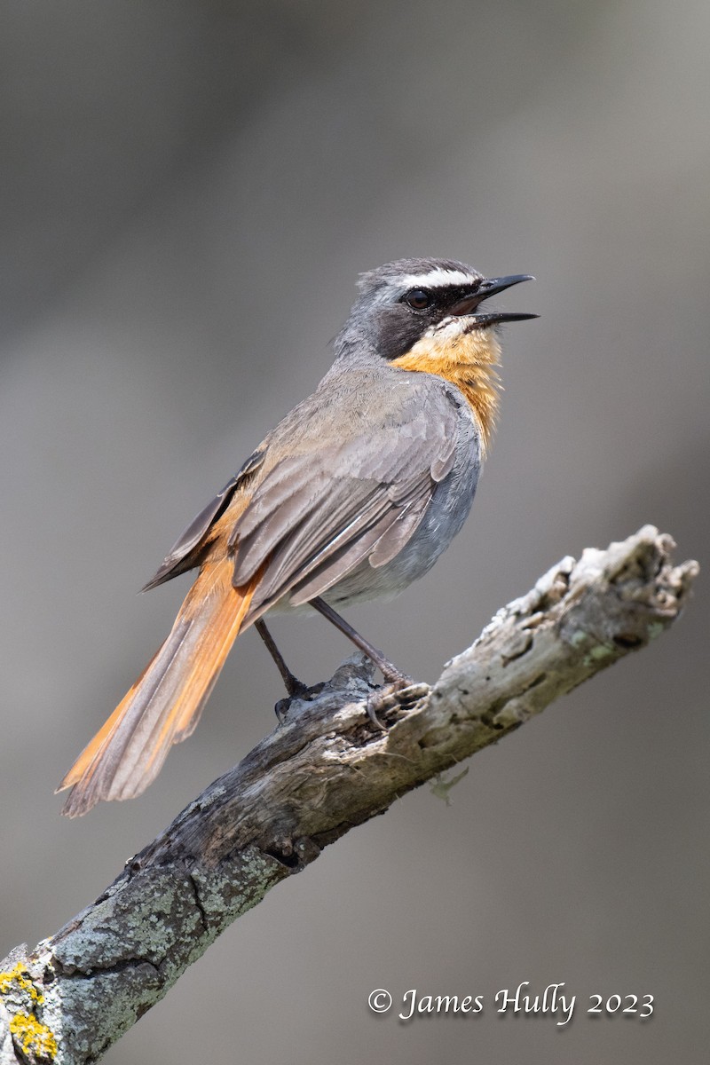 Karoo Scrub-Robin - ML623455494