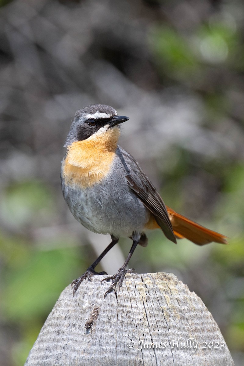 Karoo Scrub-Robin - ML623455496