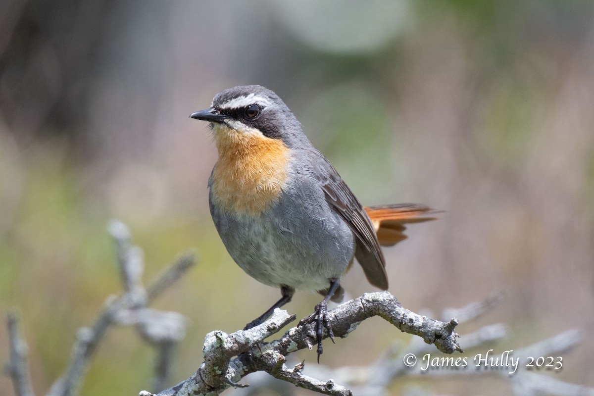 Karoo Scrub-Robin - ML623455501