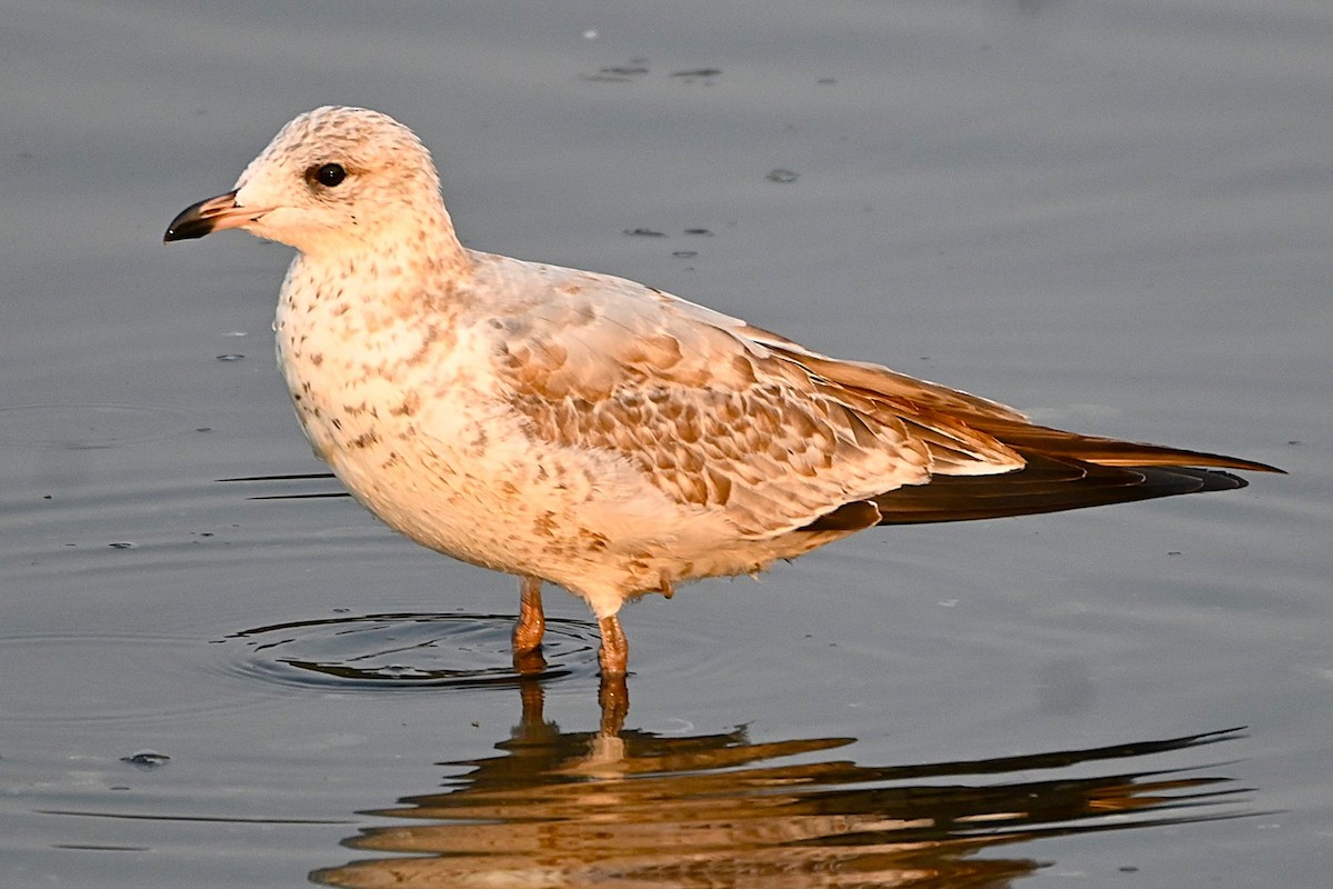 Ring-billed Gull - ML623455508