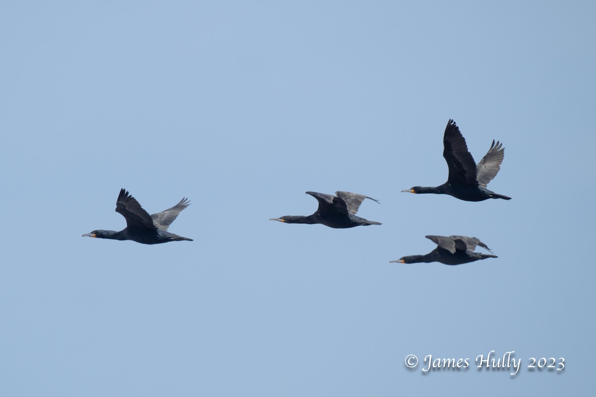 Cape Cormorant - ML623455512