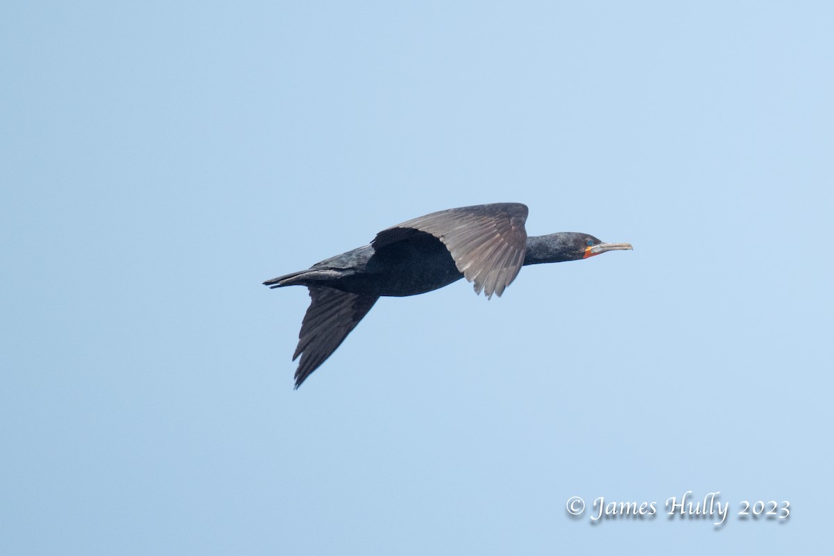 Cape Cormorant - ML623455513