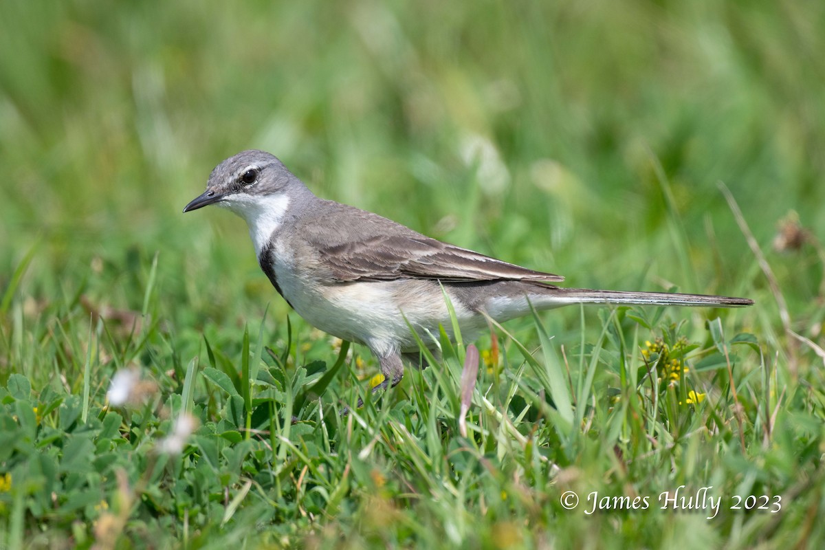 Cape Wagtail - ML623455520