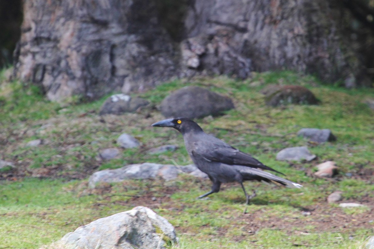 Black Currawong - ML623455521