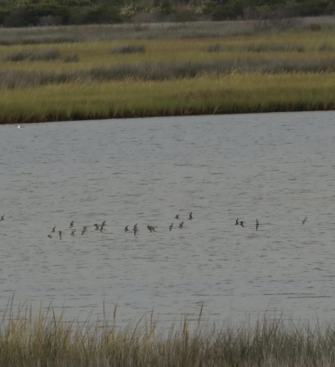 Semipalmated Plover - ML623455529