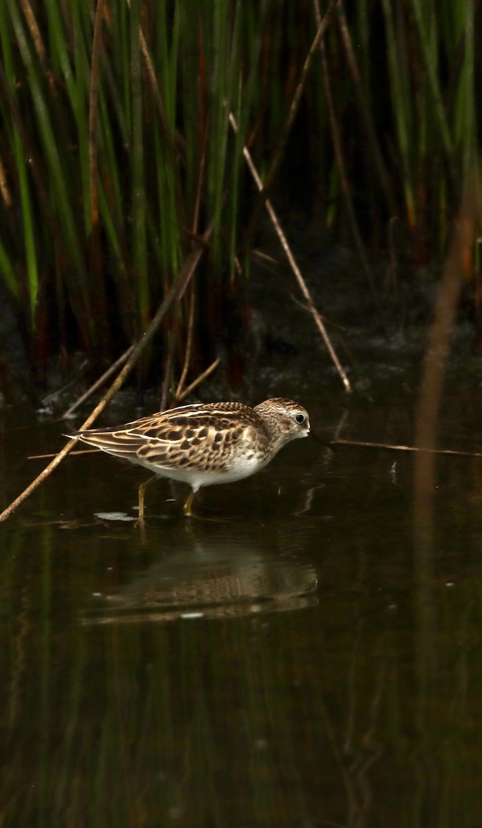 Least Sandpiper - ML623455535