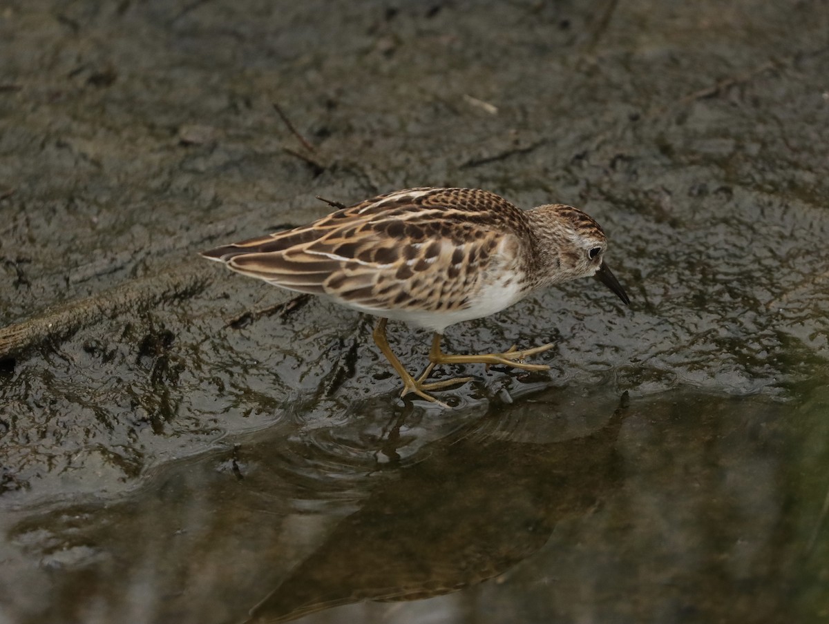 Least Sandpiper - ML623455536