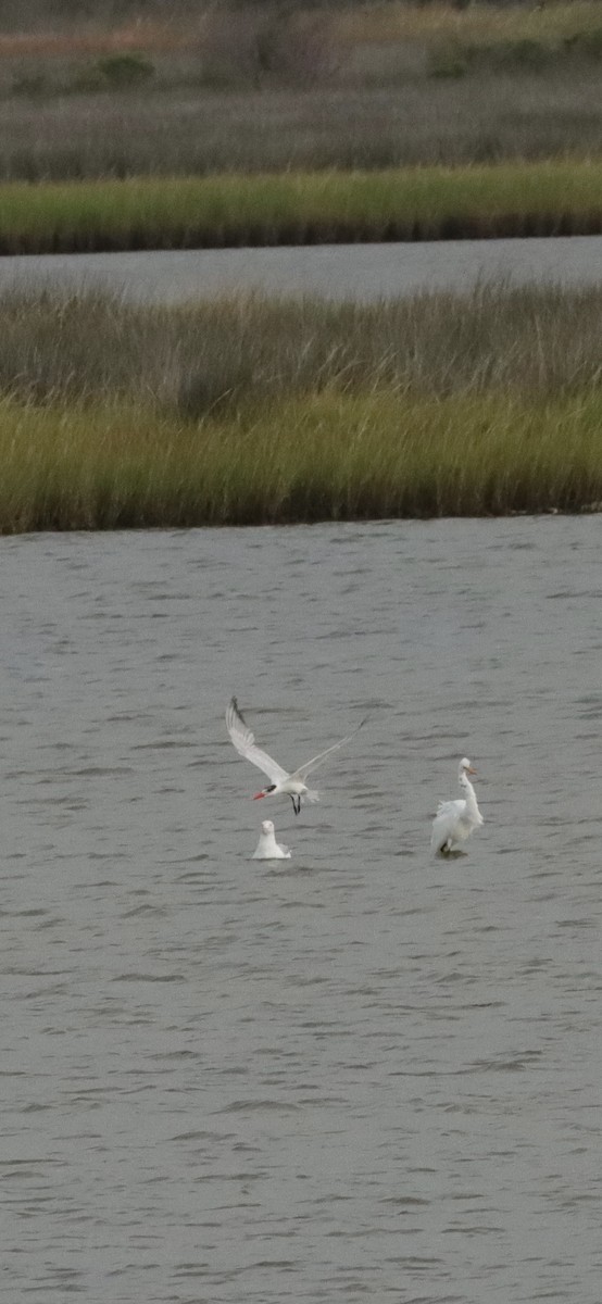 Caspian Tern - ML623455547