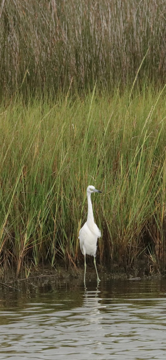 Little Blue Heron - ML623455557