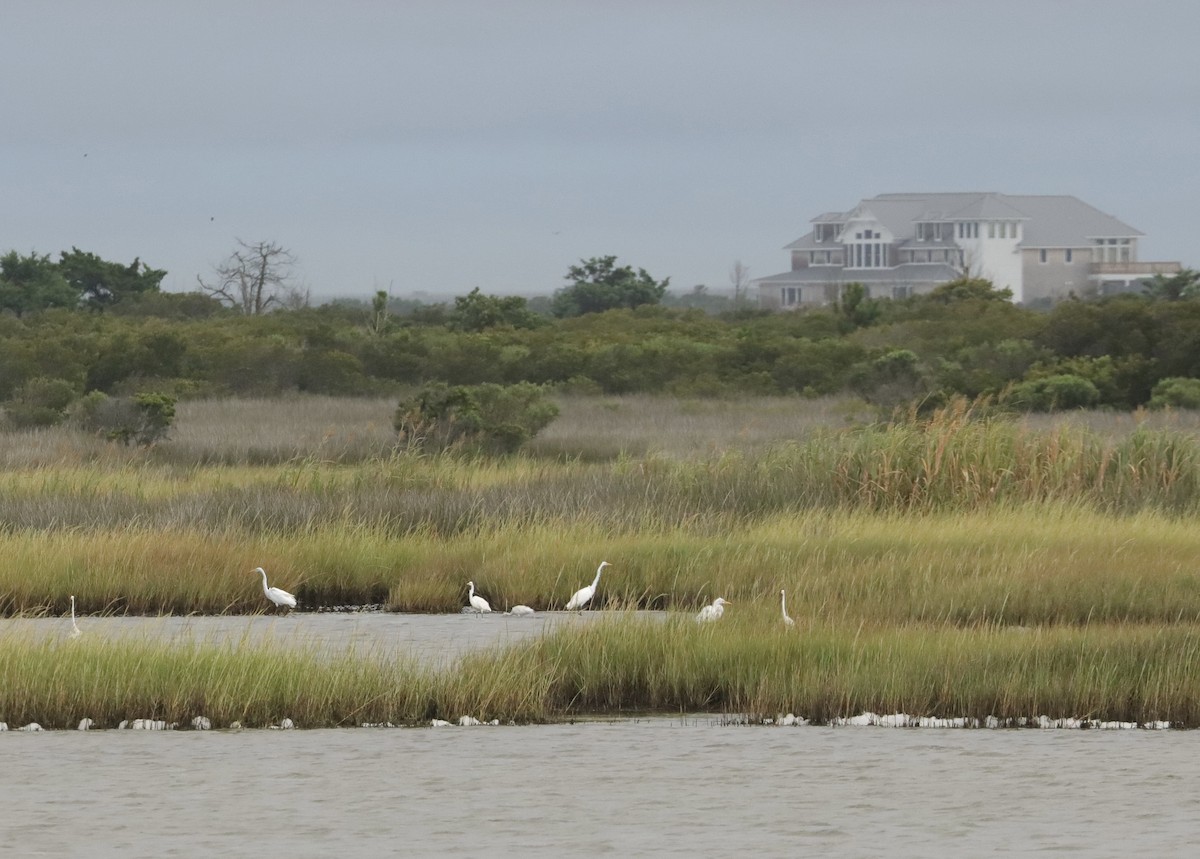 Great Egret - ML623455563