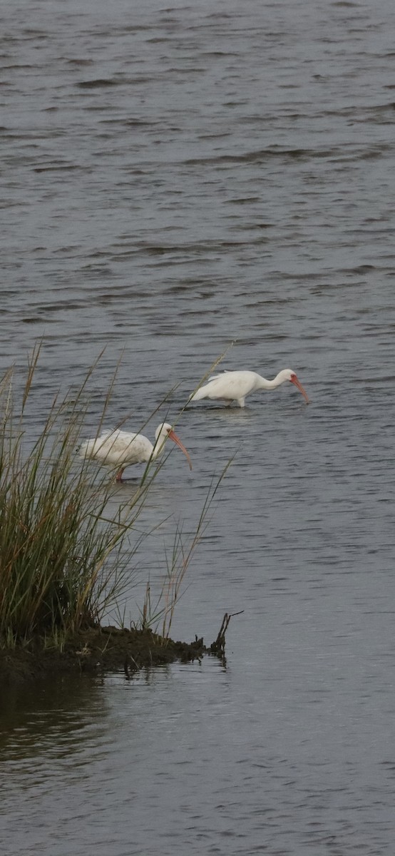 White Ibis - Annette Sheets