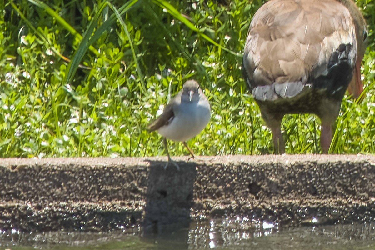 Spotted Sandpiper - ML623455569