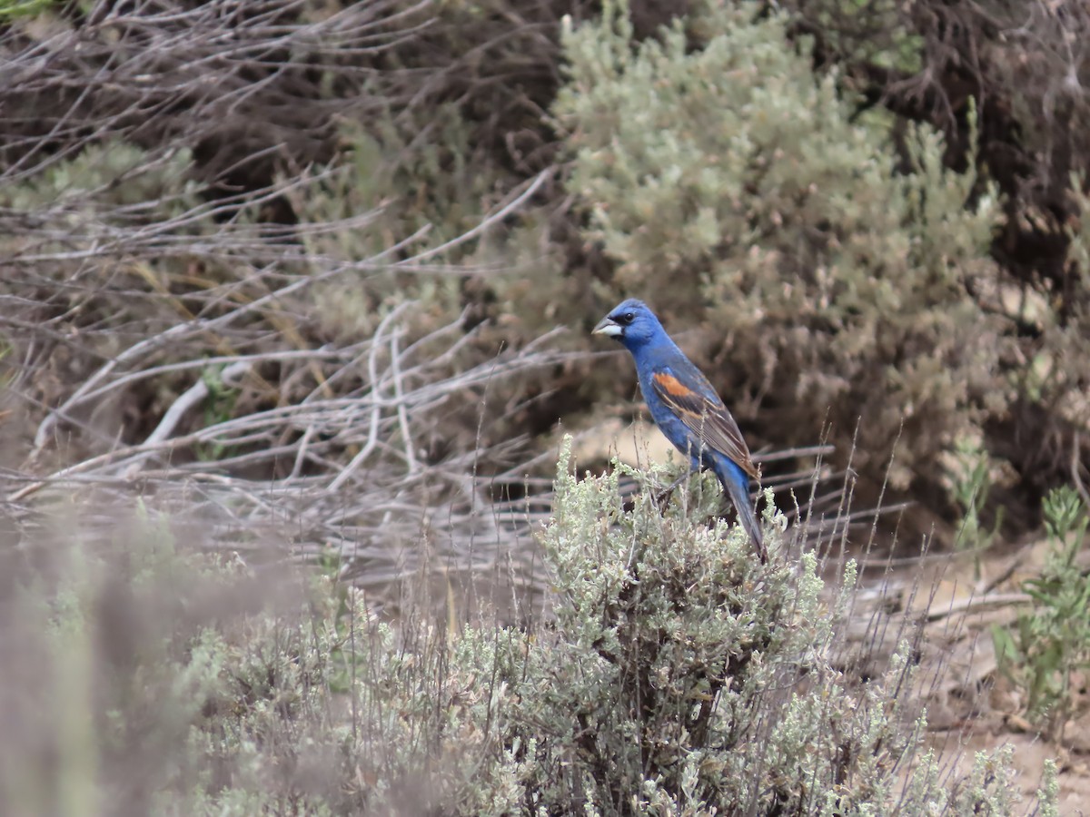 Blue Grosbeak - ML623455570