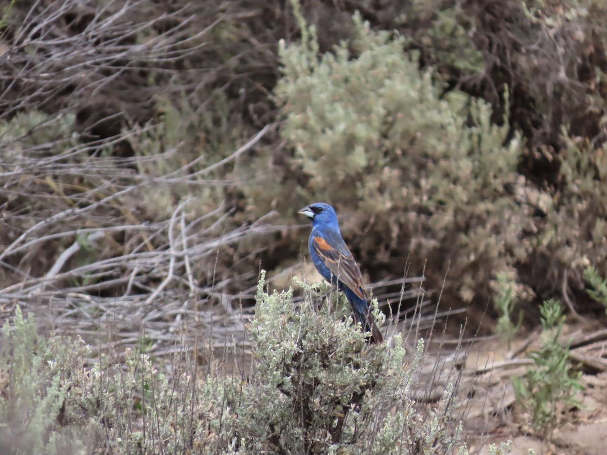 Blue Grosbeak - ML623455571