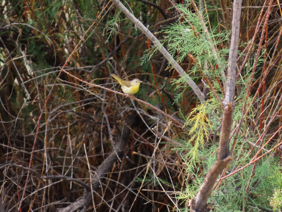 Common Yellowthroat - ML623455575