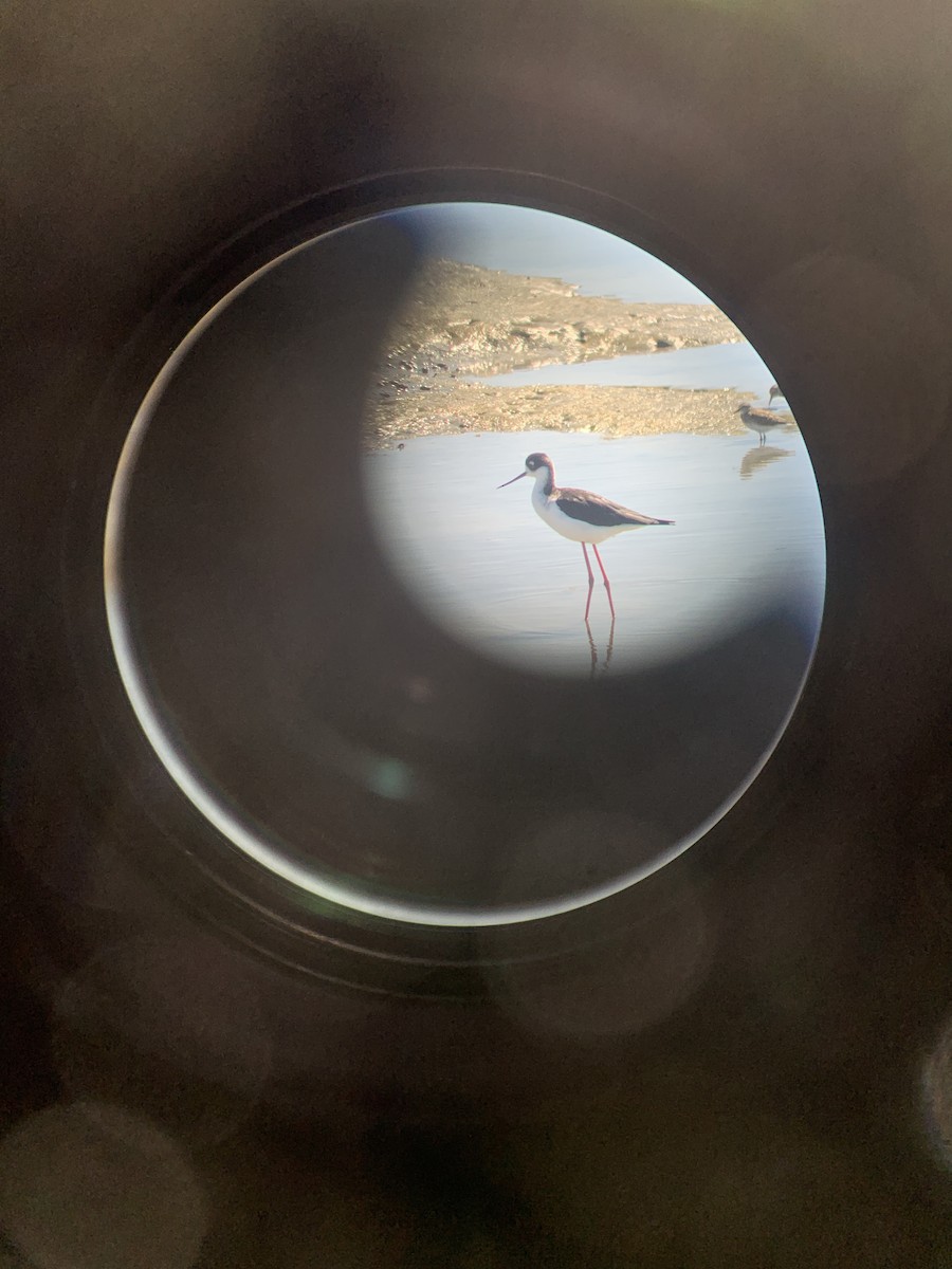 Black-necked Stilt - ML623455589