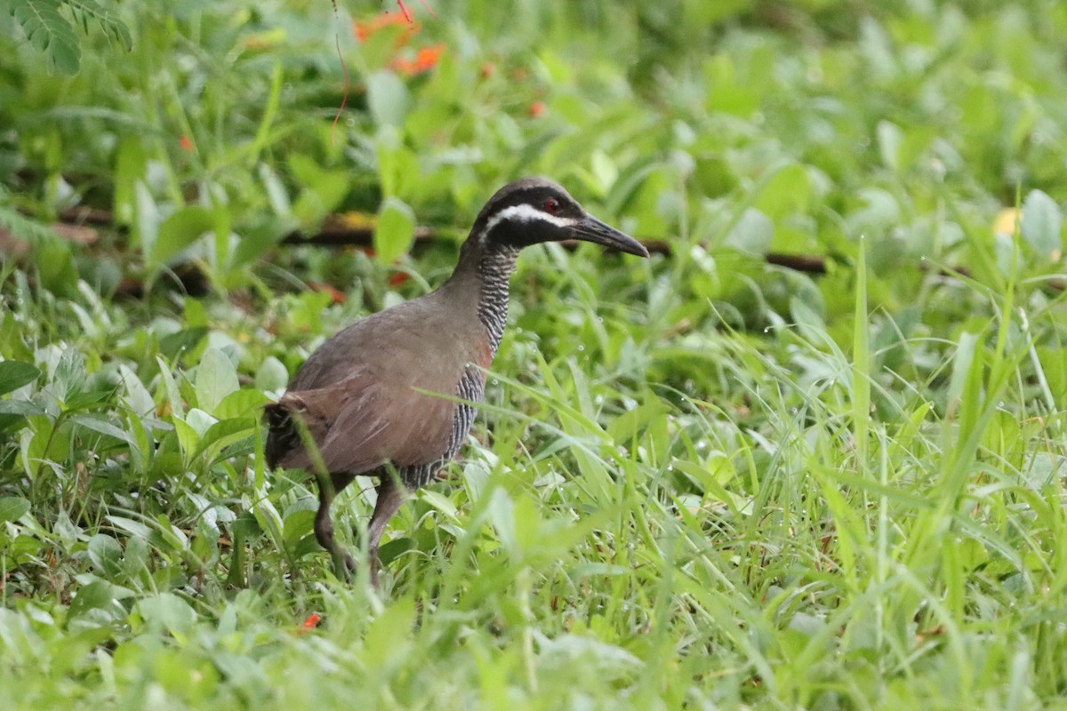 Barred Rail - ML623455620