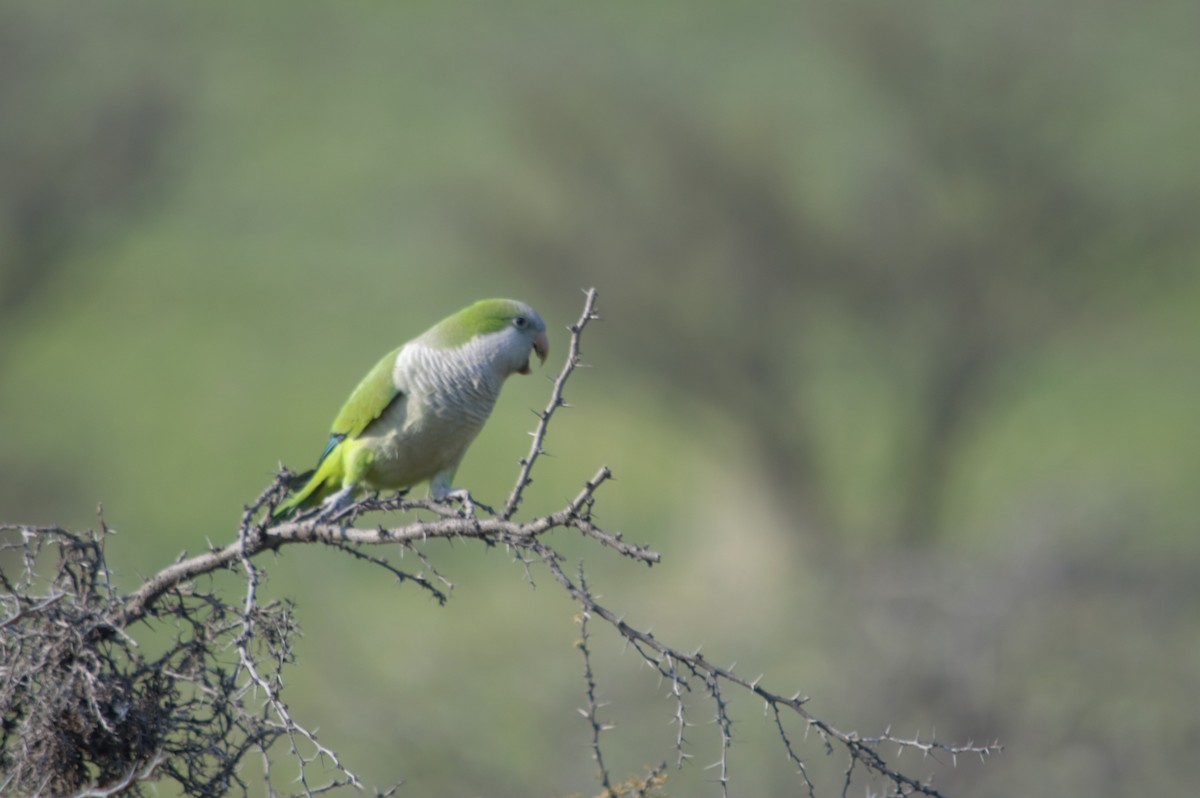 オキナインコ - ML623455624