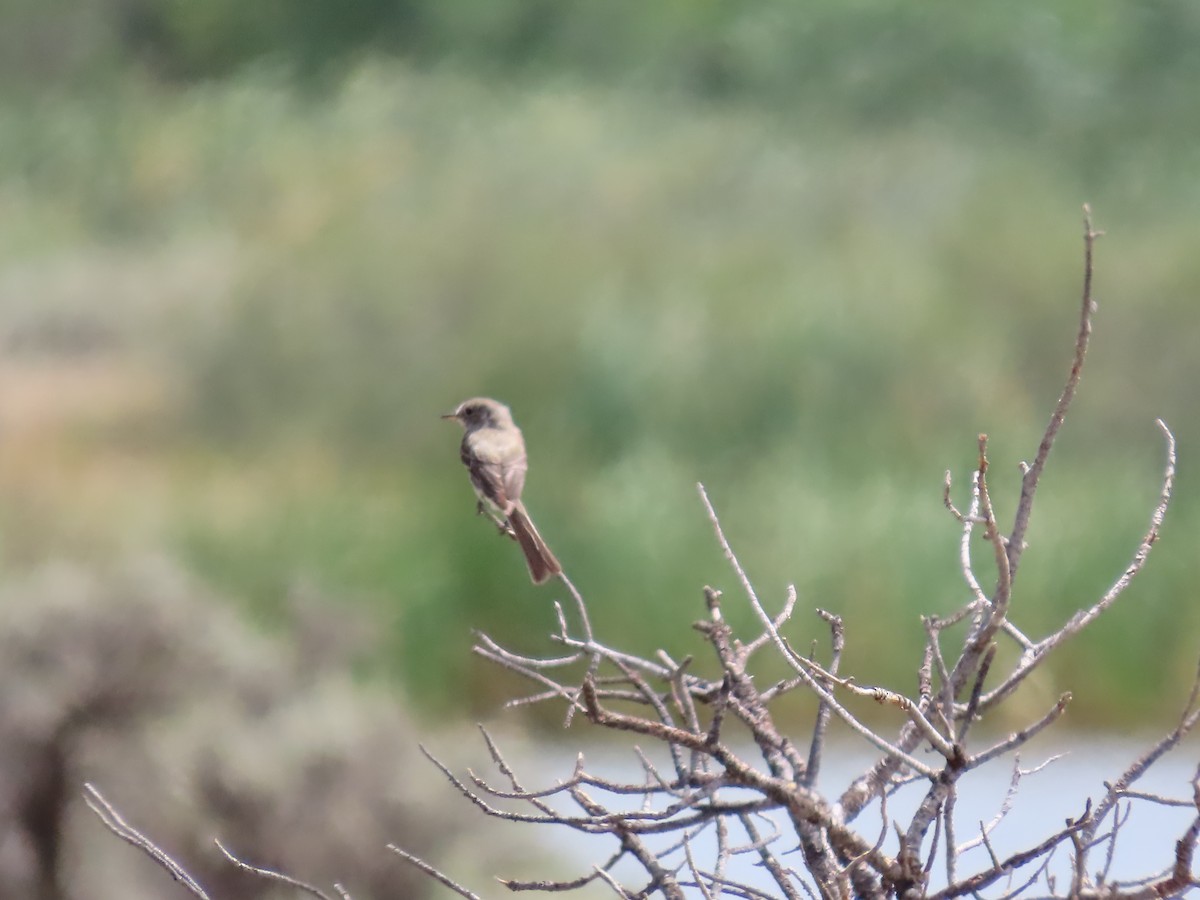 new world flycatcher sp. - ML623455628