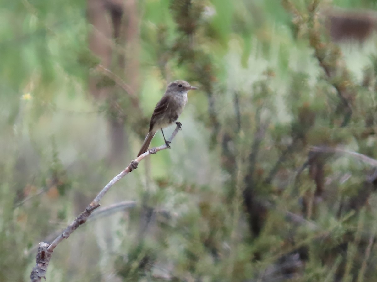 new world flycatcher sp. - Peyton Jackson