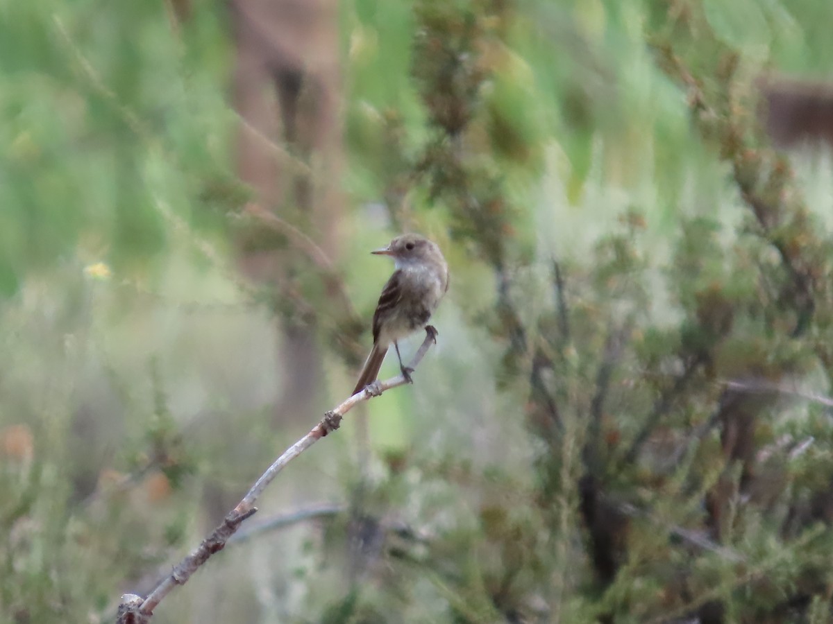 new world flycatcher sp. - ML623455631