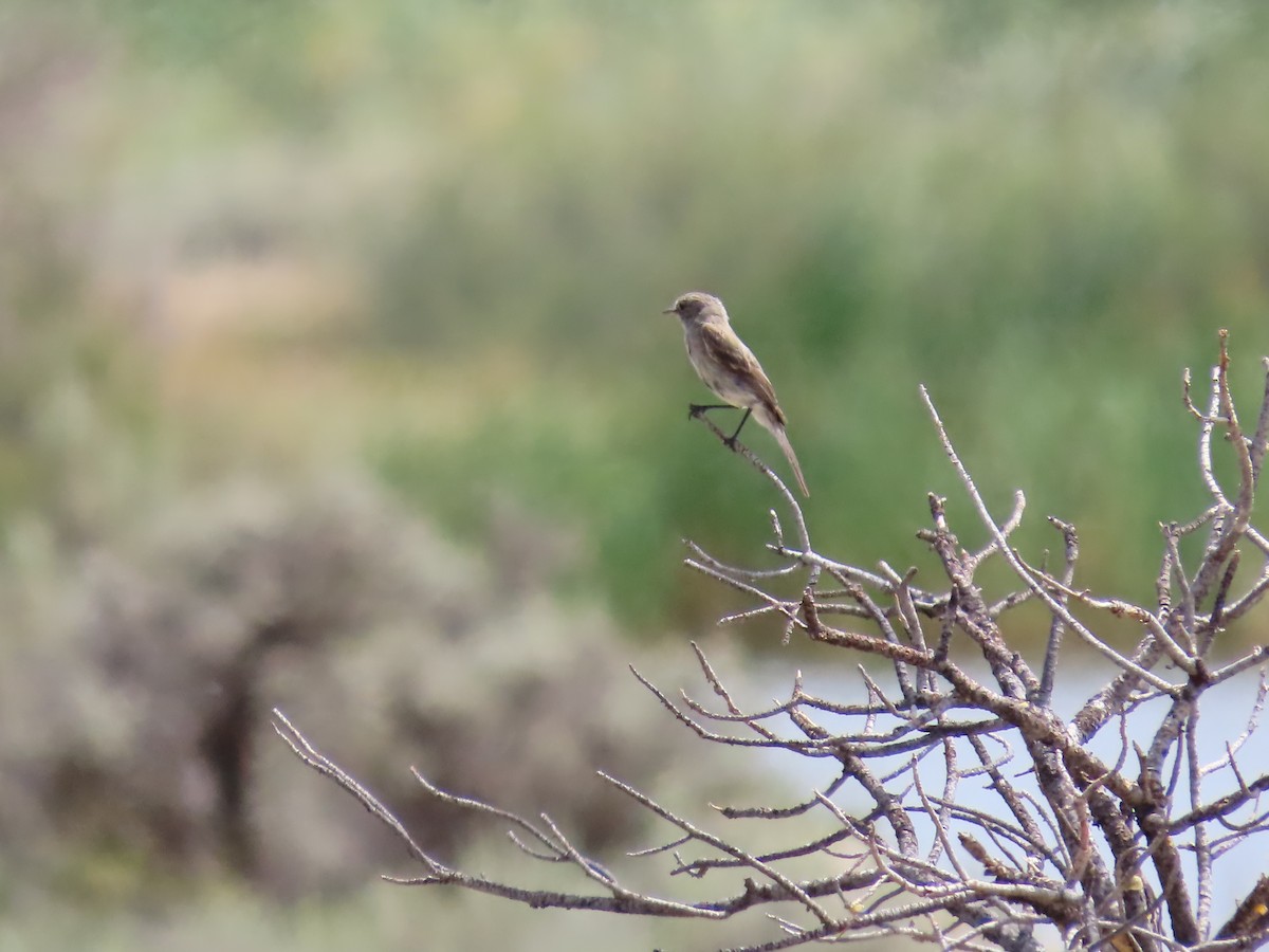 new world flycatcher sp. - ML623455632