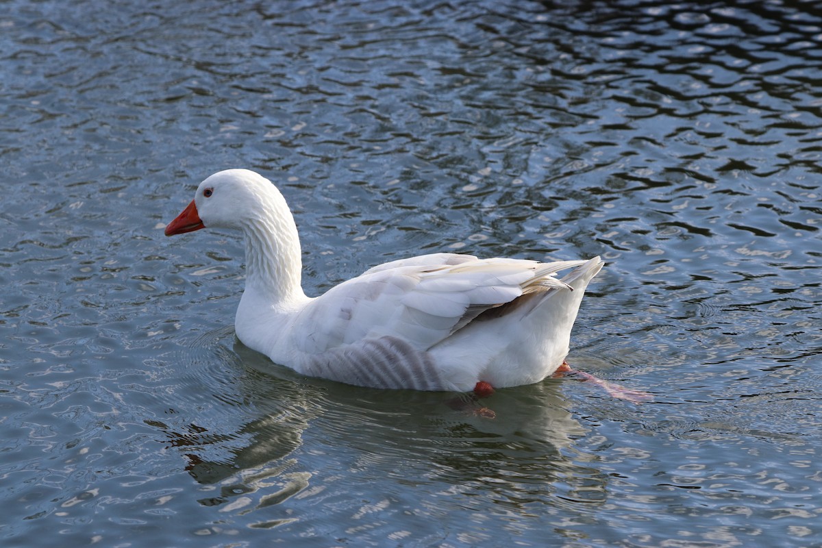 Graylag Goose - ML623455636