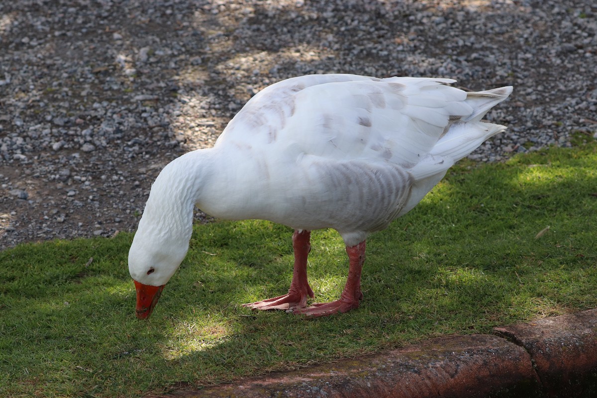 Graylag Goose - ML623455638