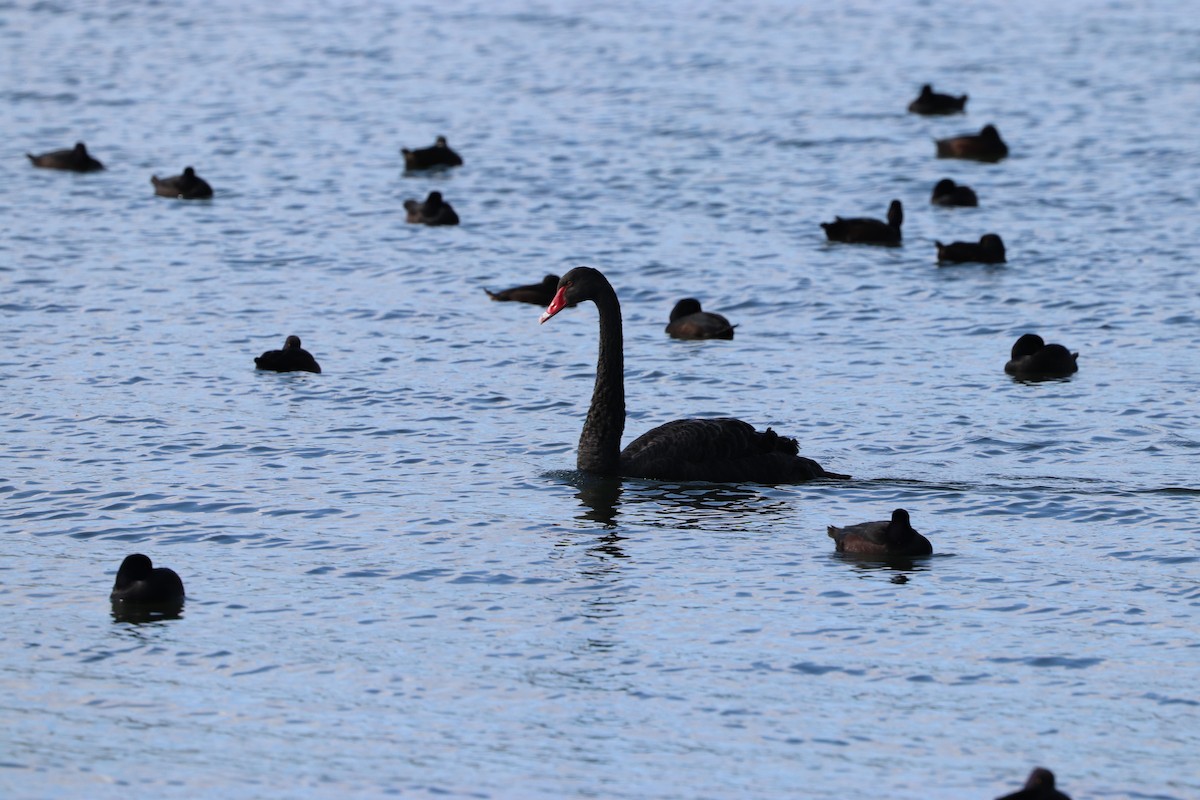 Black Swan - ML623455641