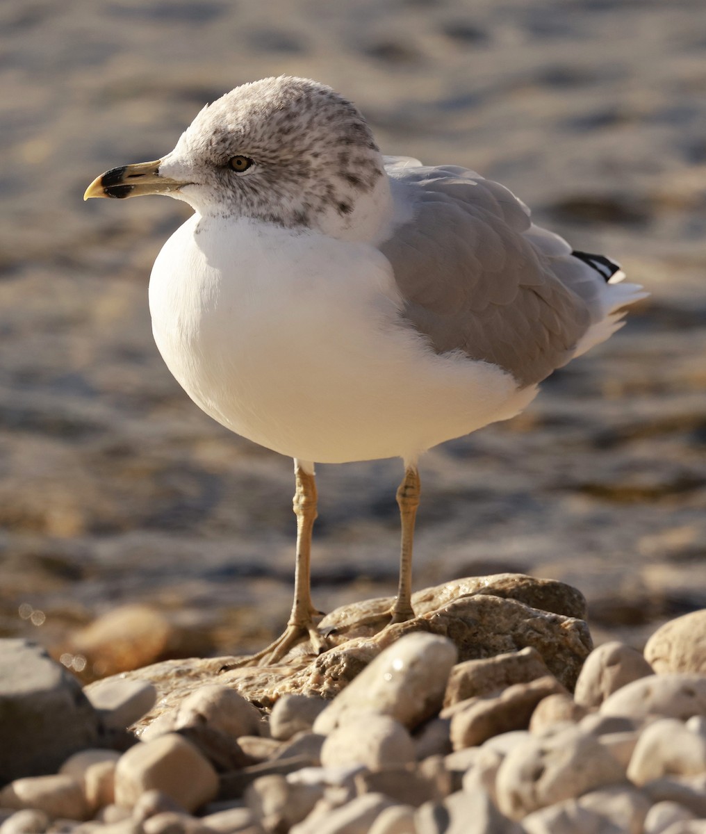 Ring-billed Gull - ML623455645