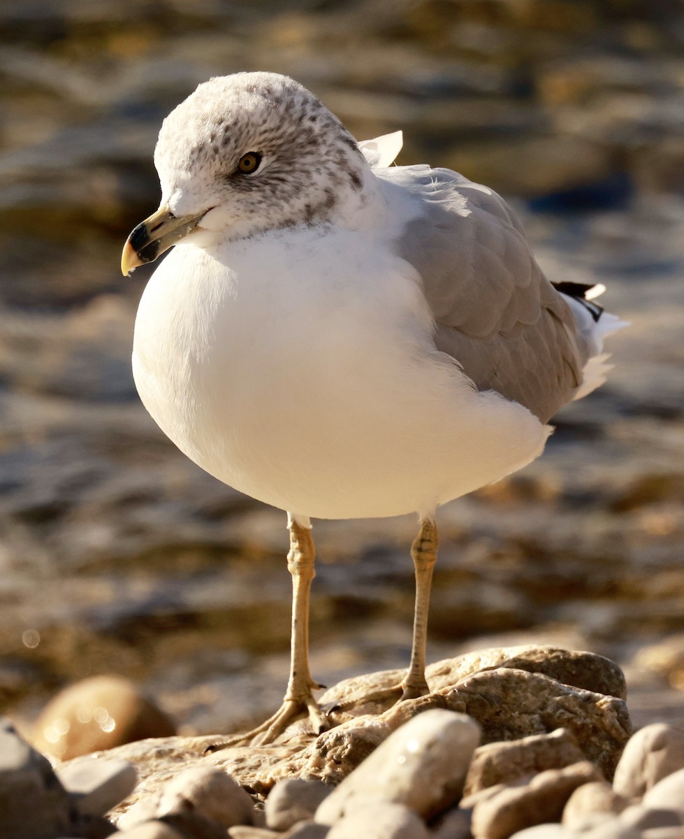 Ring-billed Gull - ML623455646