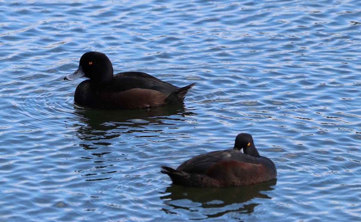 New Zealand Scaup - ML623455649