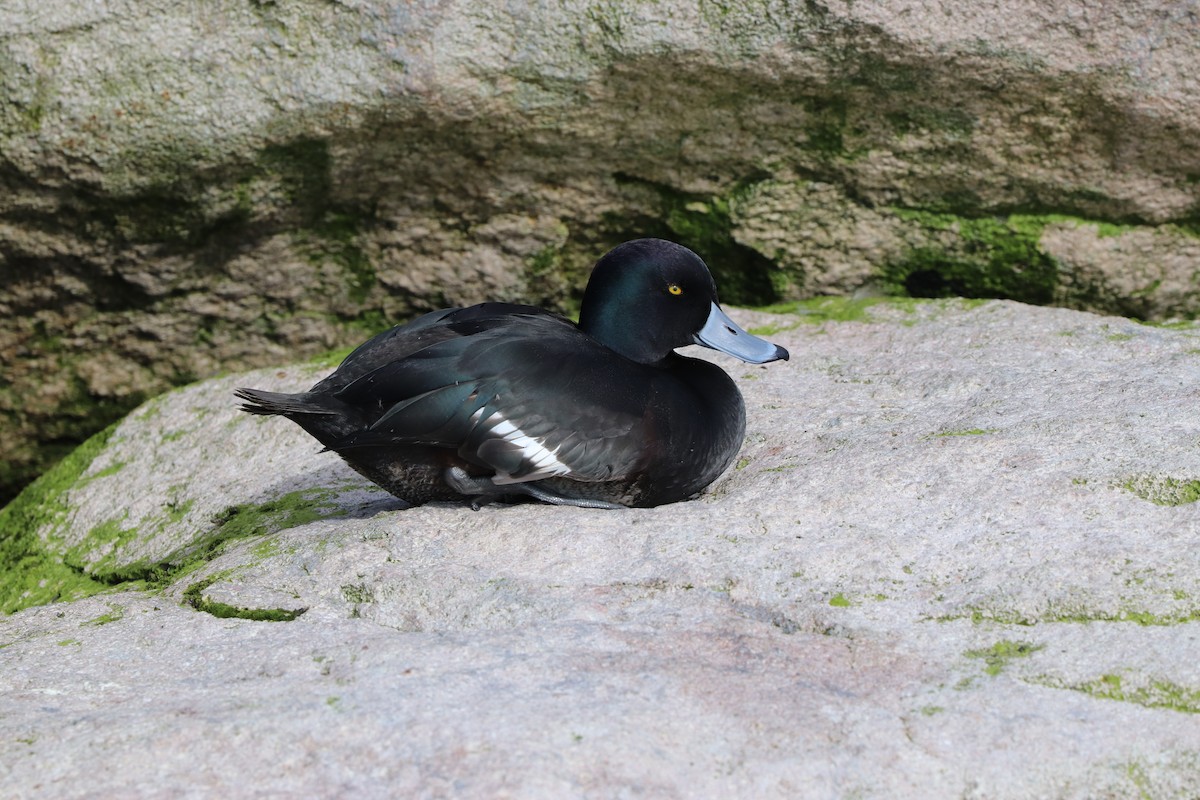 New Zealand Scaup - ML623455650