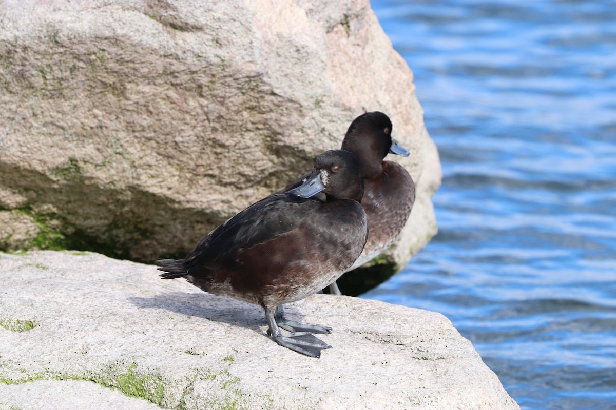 New Zealand Scaup - ML623455651