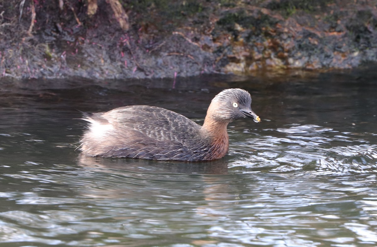 New Zealand Grebe - ML623455661