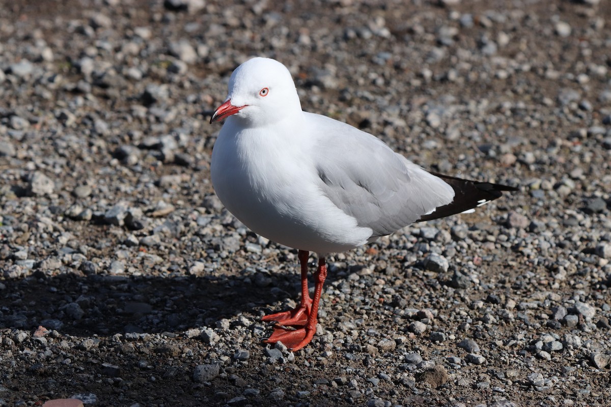 Silver Gull - ML623455671