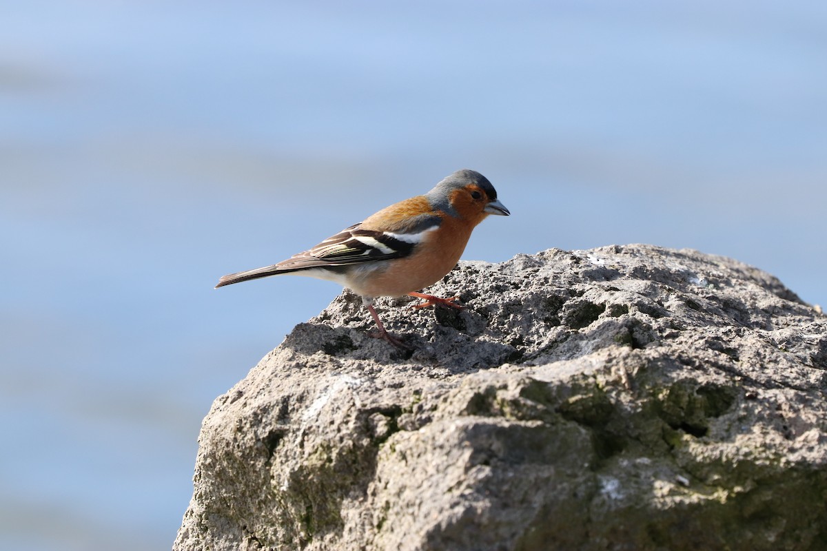 Common Chaffinch - ML623455679