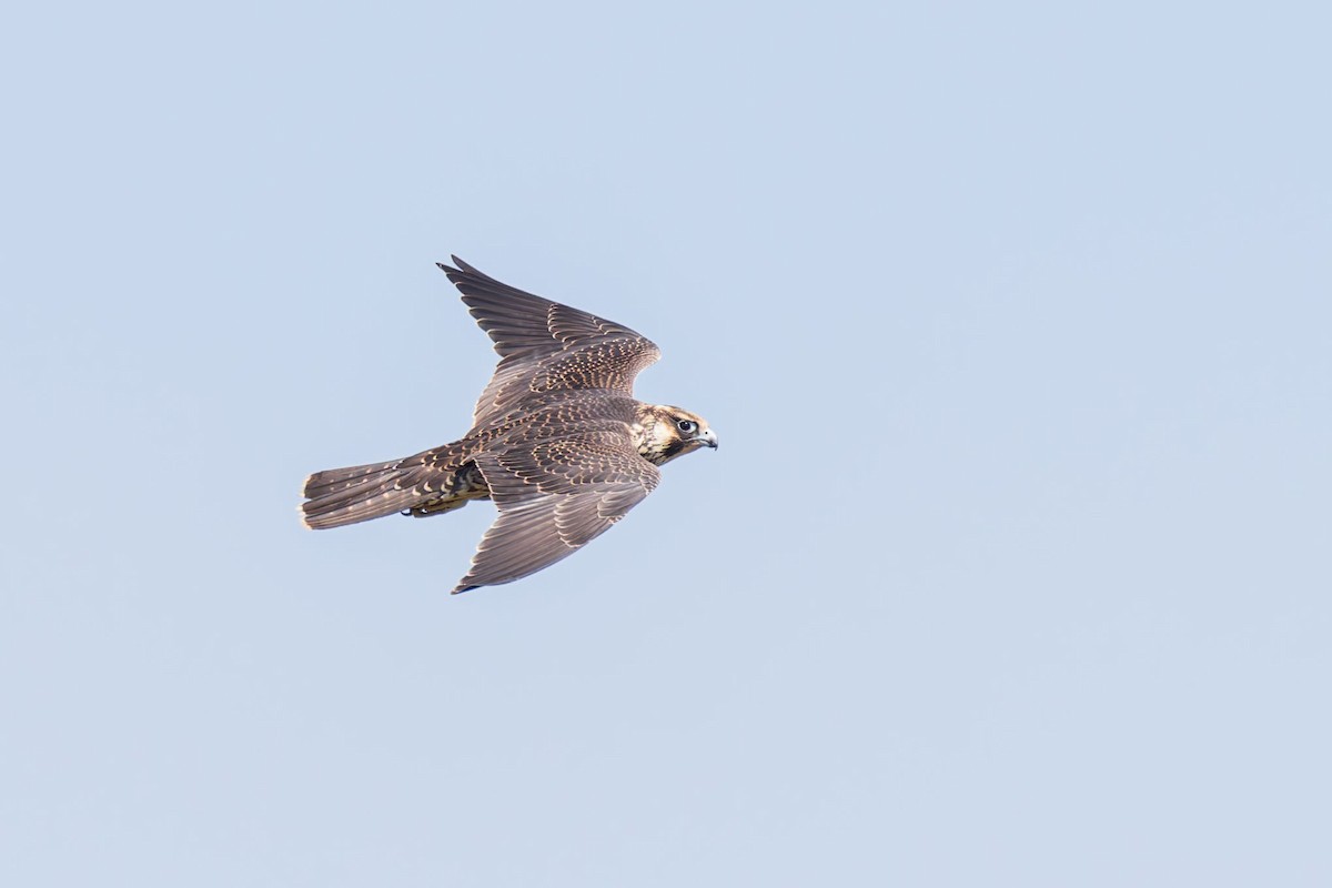 Halcón Peregrino - ML623455701