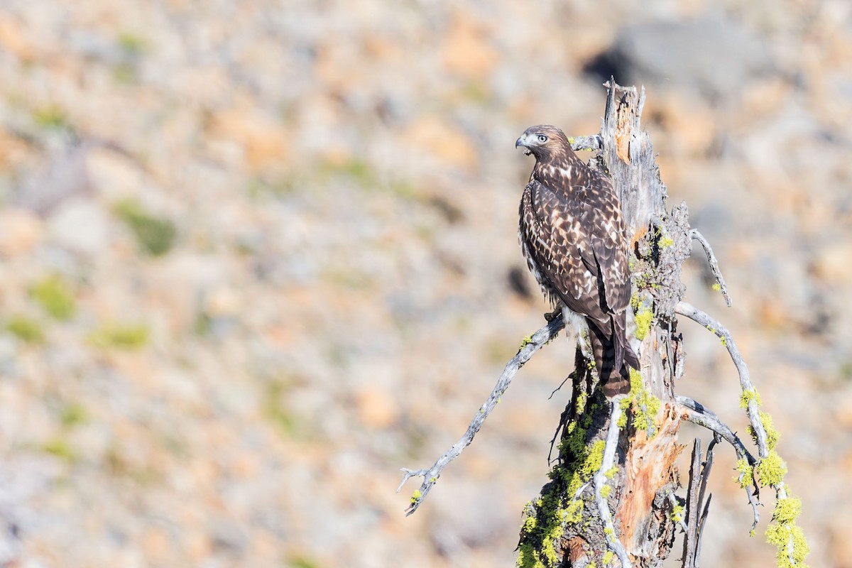 Red-tailed Hawk - ML623455789