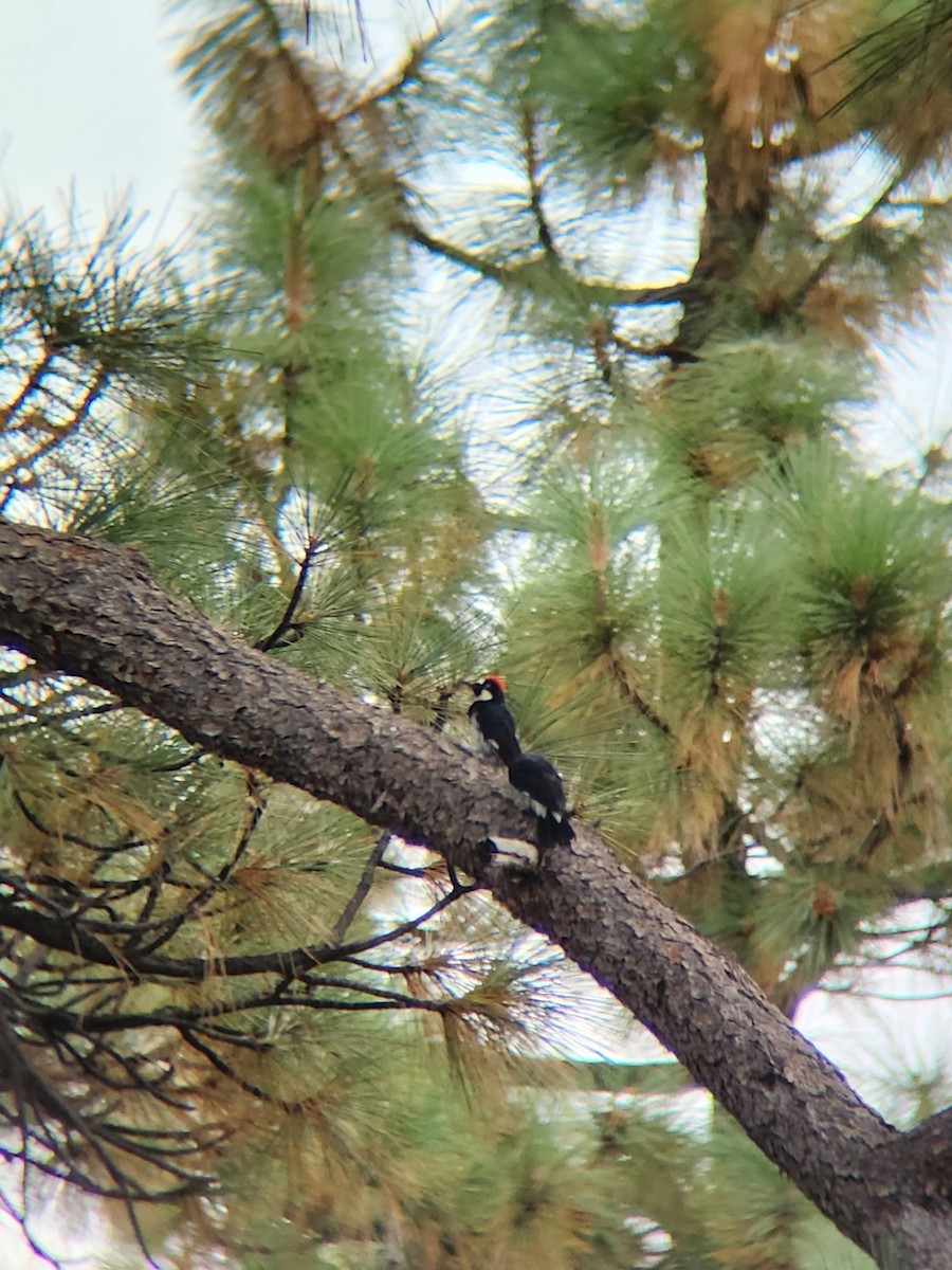 Acorn Woodpecker - ML623455798