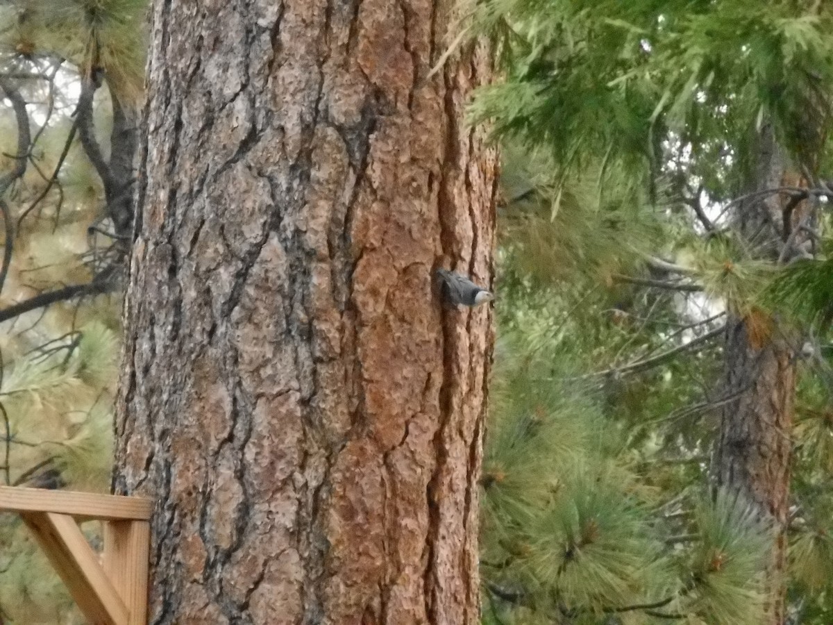 White-breasted Nuthatch - ML623455837