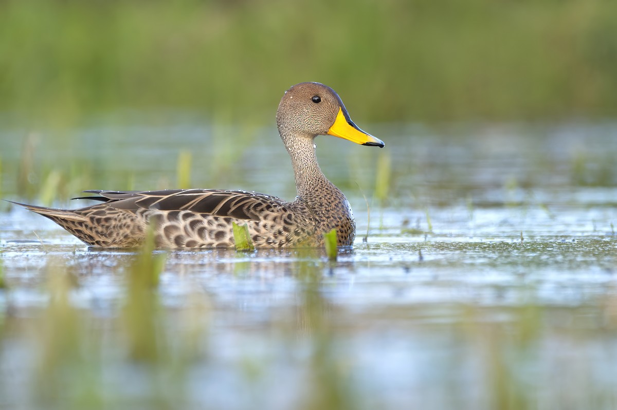 Yellow-billed Pintail - ML623455843