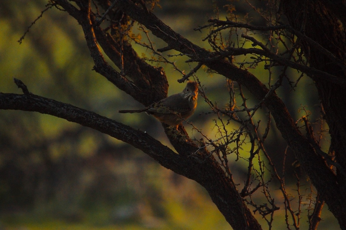 Great Shrike-Tyrant - ML623455847