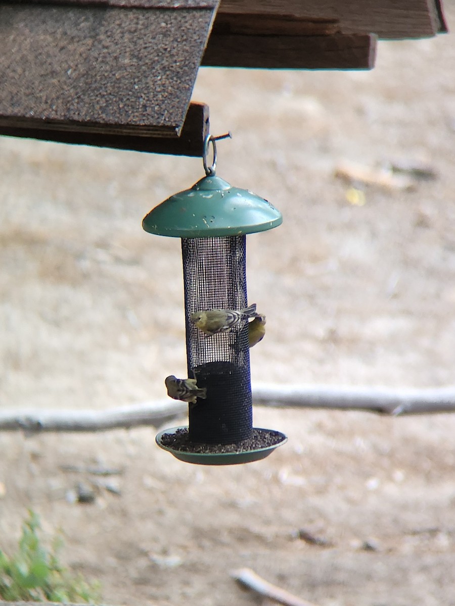 Lesser Goldfinch - ML623455869