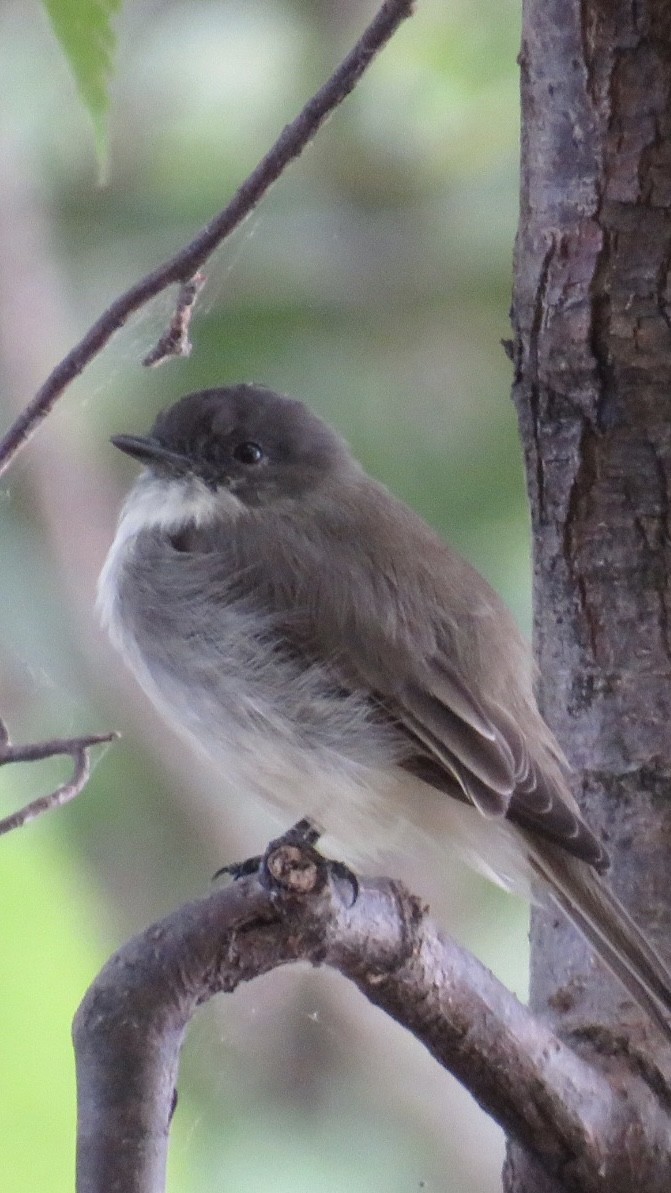 Eastern Phoebe - ML623455883