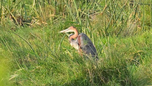 Goliath Heron - ML623455884